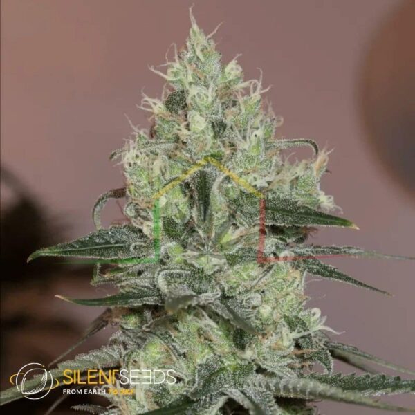 Original Amnesia - Silent Seeds