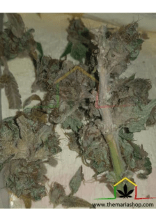 Botrytis sur bud, tronc et feuilles