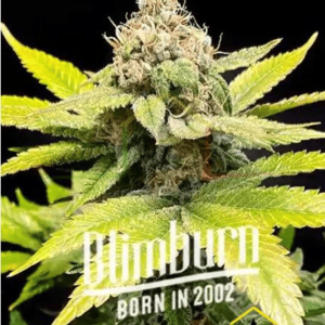 Chiquita Banana - Blimburn Seeds