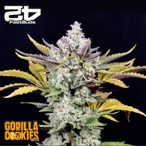 Gorilla Cookies Auto - Fast Buds