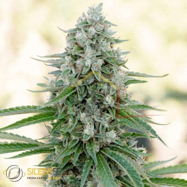 Critical Mango - Silent Seeds