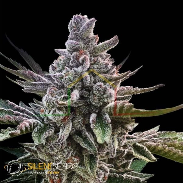 Açai Jelly by Sherbinskis - Silent Seeds
