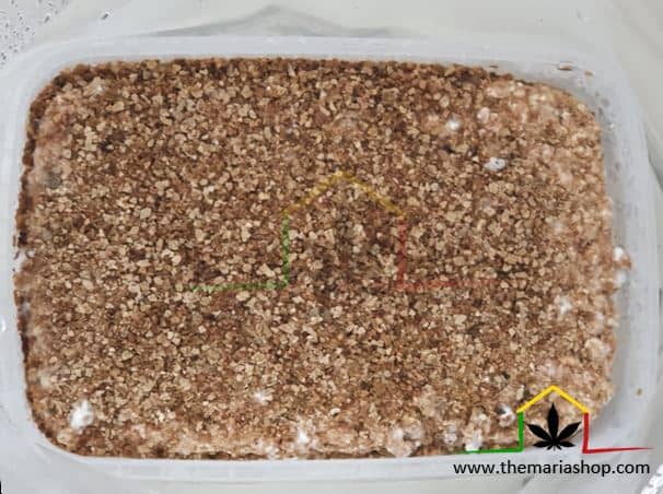 Magic mushroom kit not growing