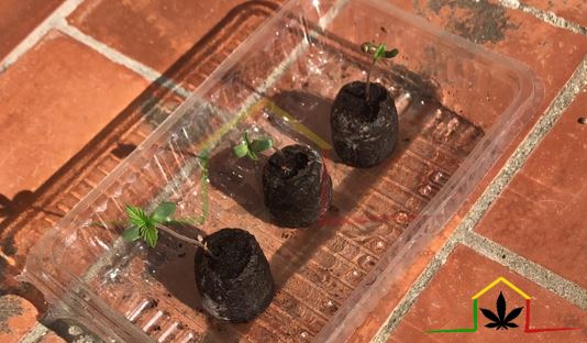 Outdoor cannabis grow begins