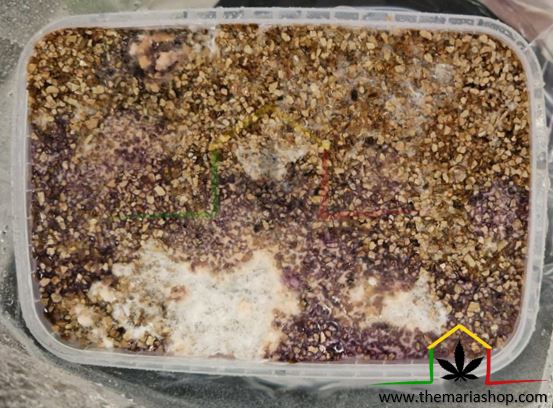 Pan de setas contaminado por moho rosa
