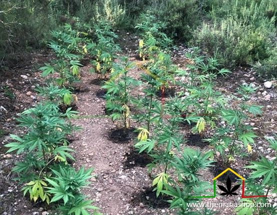 Guerrilla cannabis grow