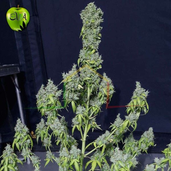 Magic Tree Auto Eva seeds