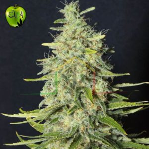 Monster CBD Eva Seeds