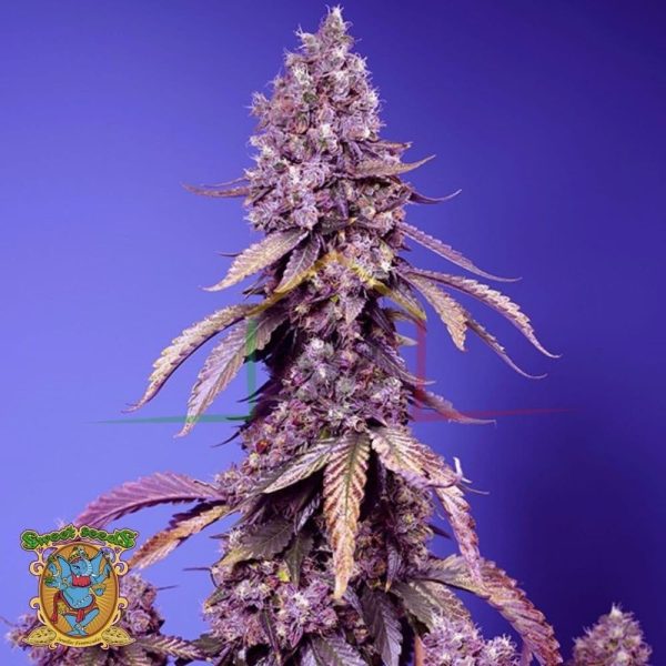 Black Muffin F1 Fast Version de Sweet Seeds