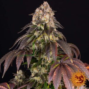 Girl Scout Cookies - Barney's Farm