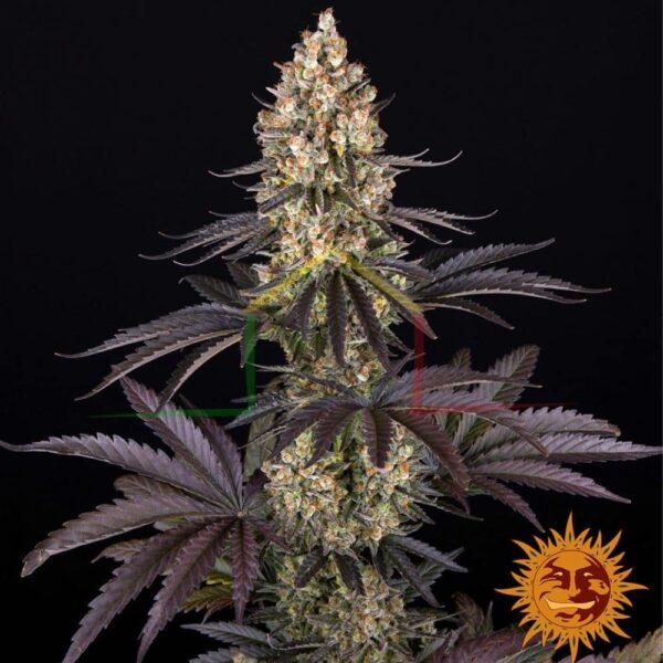 OG Kush - Barney's Farm