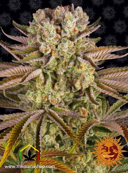 Pineappple Express - Barney's Farm