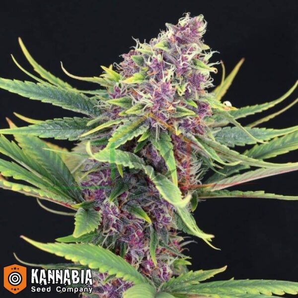 Purple Kush de Kannabia Seeds