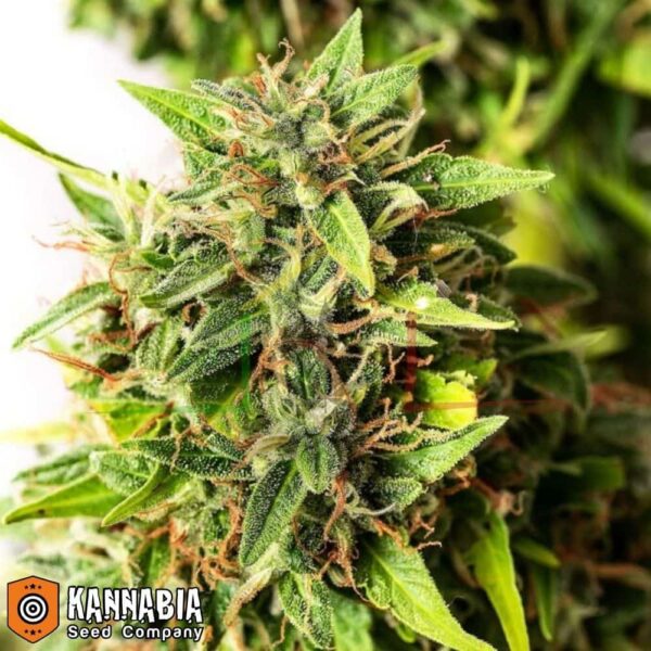 Runtz Auto - Kannabia Seeds