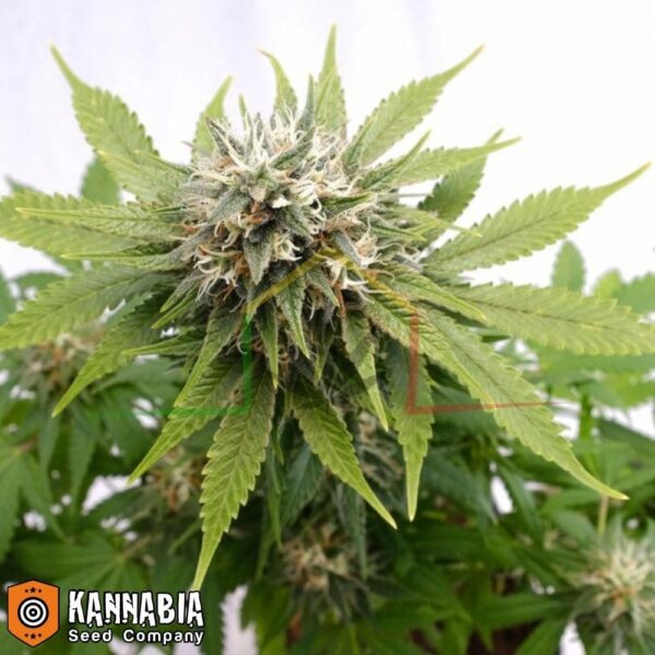 Silver Widow de Kannabia Seeds