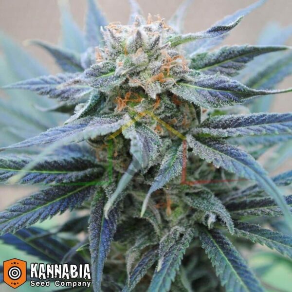 Skunk + de Kannabia Seeds