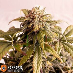 Speedy Boom Auto Kannabia Seeds