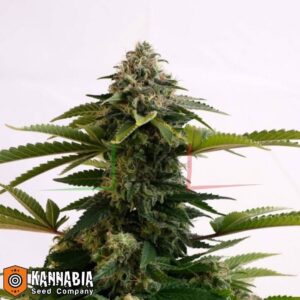 AMNESIA DREAM XL AUTO