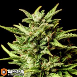 Break-up Cake de Kannabia Seeds