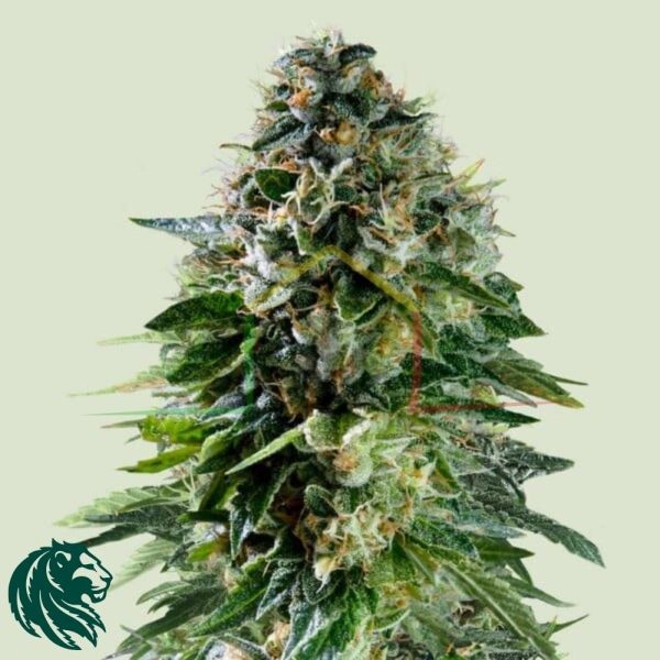 Corkscrew Auto - Tyson 2.0 x Royal Queen Seeds