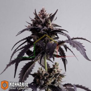 Ginger Punch Auto de Kannabia Seeds