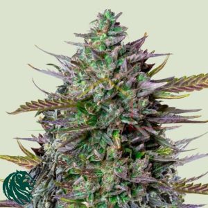Goat'lato Auto - Tyson 2.0 x Royal Queen Seeds