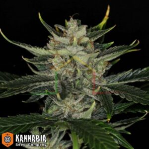 Gorilla King Auto de Kannabia Seeds