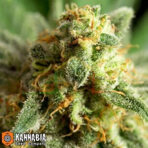 Kritikal-k de Kannabia Seeds