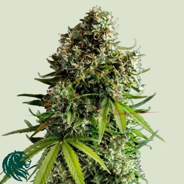 NYC Sour D Auto - Tyson 2.0 x Royal Queen Seeds