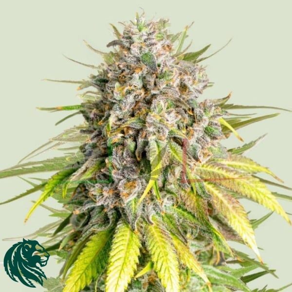 Punch Pie - Semillas Tyson 2.0 x Royal Queen Seed