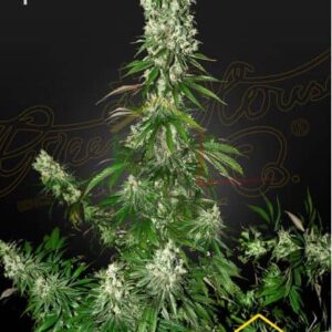 WHITE STRAWBERRY SKUNK