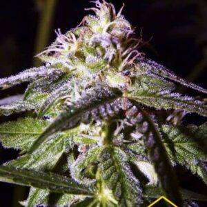 TANGERINE AUTO