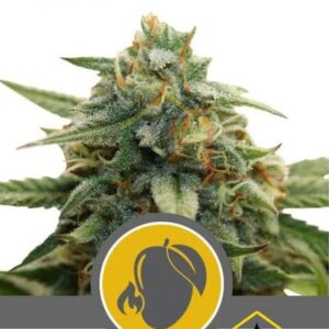 MANGO CRUNCH REGULAR