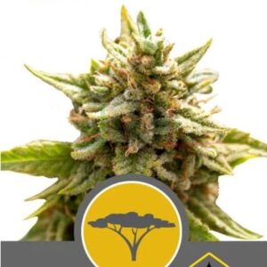 MARULA FRUIT REGULAR