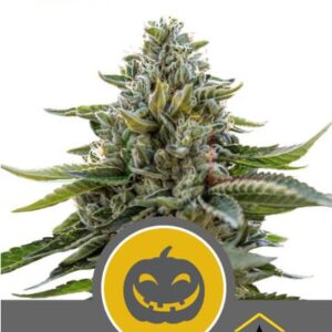 PUMPKIN KUSH REGULAR
